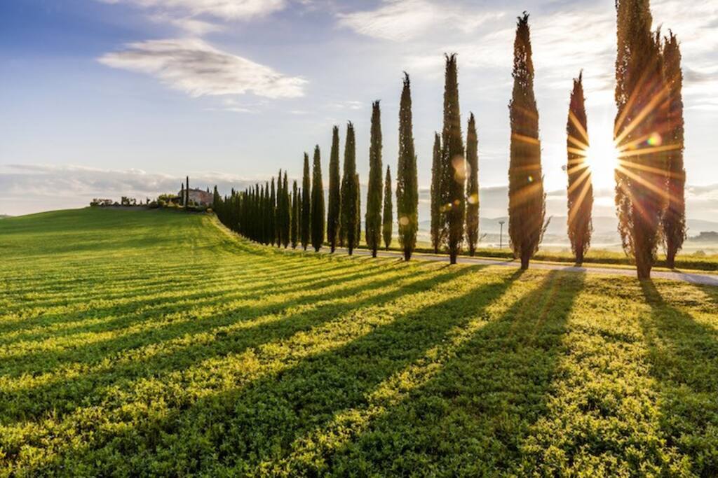 Val d'Orcia -viale con i cipressi 